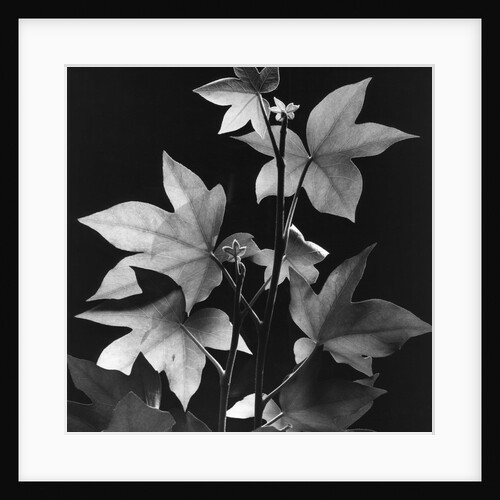 Leaves by Brett Weston