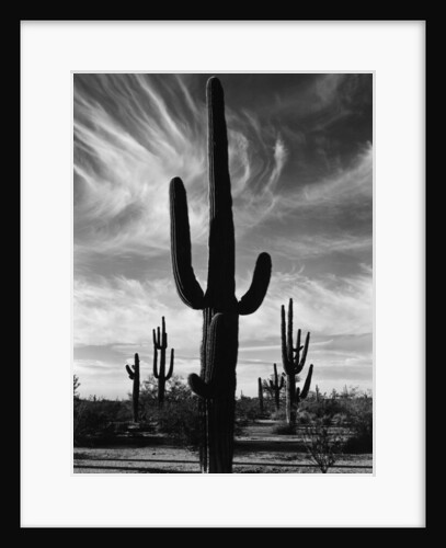 Saguaros, Arizona by Brett Weston