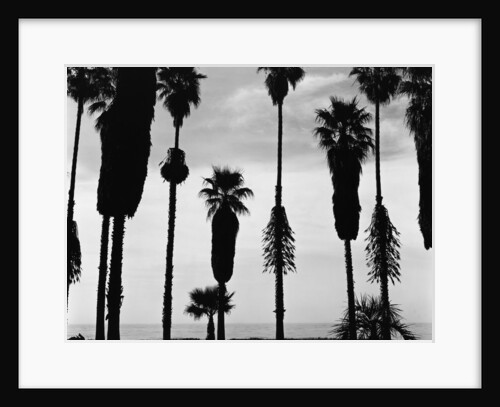 Palm Trees in Silhouette, California, 1958 by Anonymous