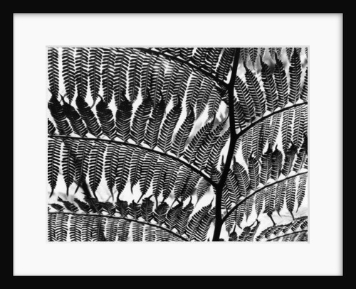 Giant Fern, Los Angeles, 1953 by Anonymous