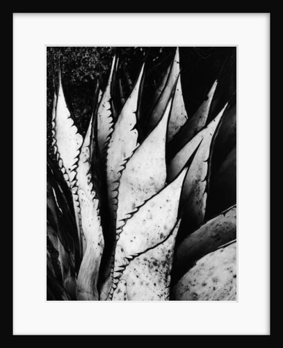 Agave Leaves by Brett Weston