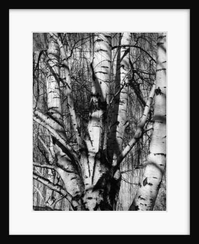 Aspens, 1972 by Anonymous