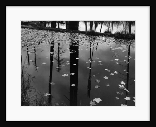 Leaves in Pond, 1956 by Anonymous