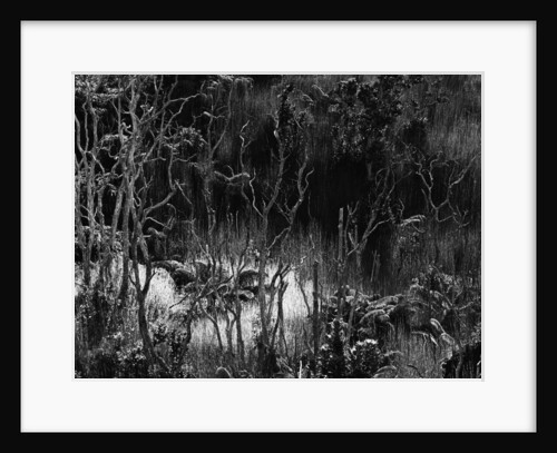 Hawaiian Oasis, 1979 by Anonymous
