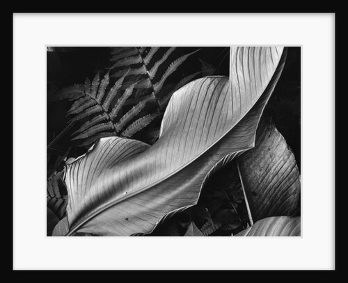 Leaf, 1979 by Anonymous