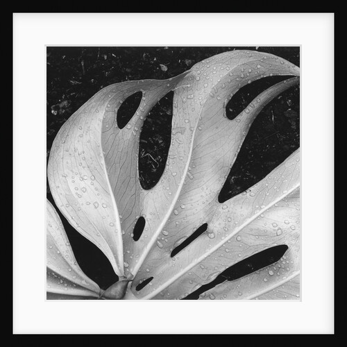 Leaf, Hilo, 1979 by Anonymous