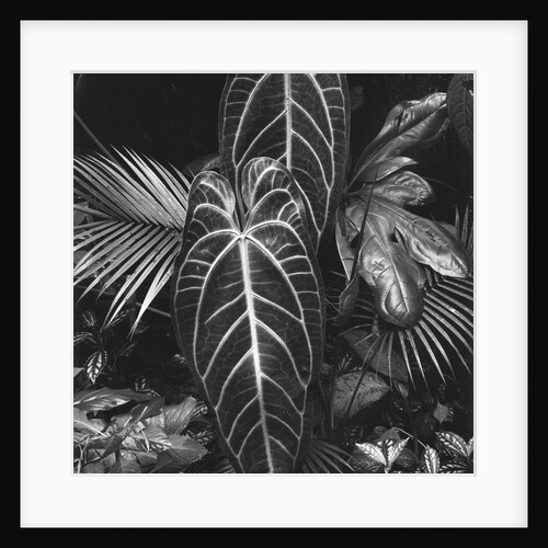 Leaves, Hilo, 1979 by Anonymous