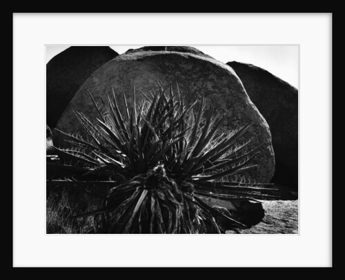 Yucca and Boulders by Anonymous