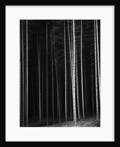 Pine Forest, Germany, 1971 by Anonymous