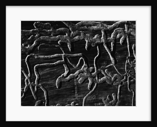 Insect Burrows, Alaska, 1973 by Anonymous