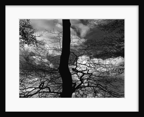Tree Silhouette by Anonymous