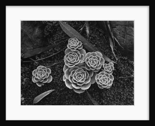 Succulents, 1943 by Anonymous