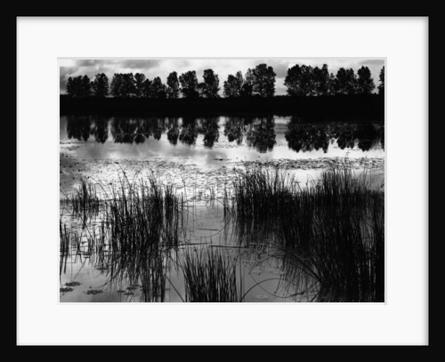 Reeds and Trees, France, 1960 by Anonymous