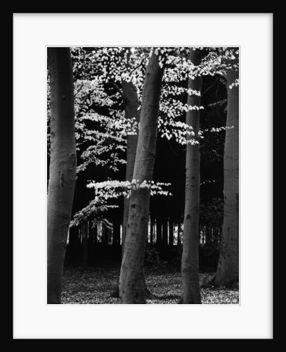Beach Forest, Netherlands, 1971 by Anonymous