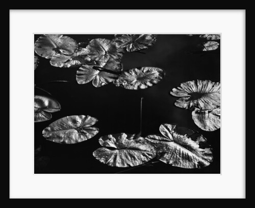 Lily Pads, 1968 by Anonymous