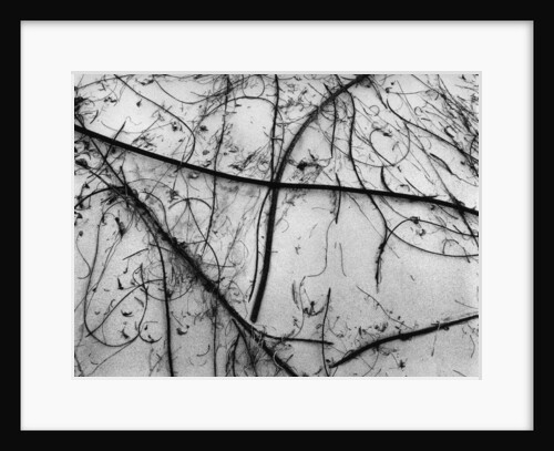 Branches on Sand by Anonymous