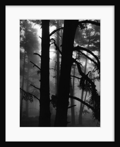 Pines in Fog by Anonymous