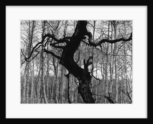 Aspens, Utah, 1975 by Anonymous