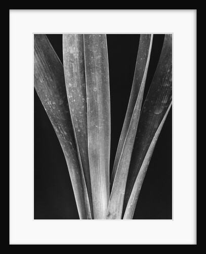 Lily Stalks by Brett Weston
