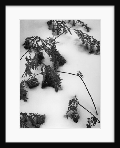 Ferns in Snow, 1974 by Anonymous