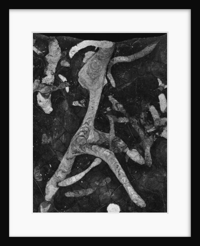 Rock Forms, 1966 by Anonymous