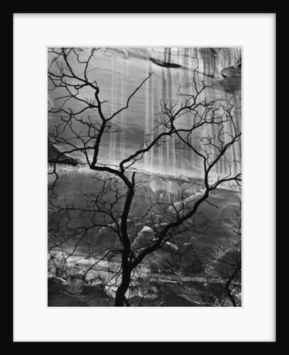 Rock Wall and Tree by Anonymous