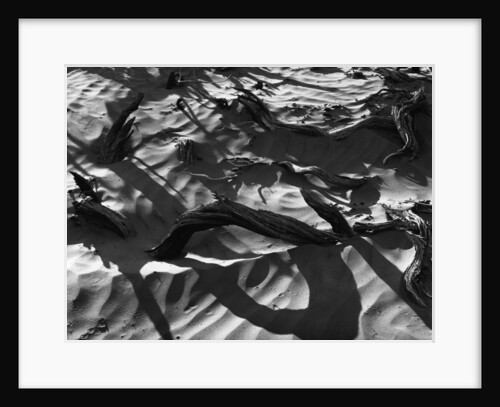 Wood In Sand by Anonymous