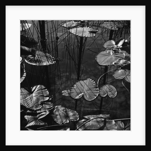 Lily Pond by Anonymous