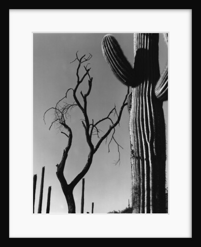 Cactus and Tree by Anonymous