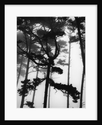 Pines in Fog by Anonymous