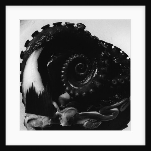 Octopus Tentacle by Anonymous