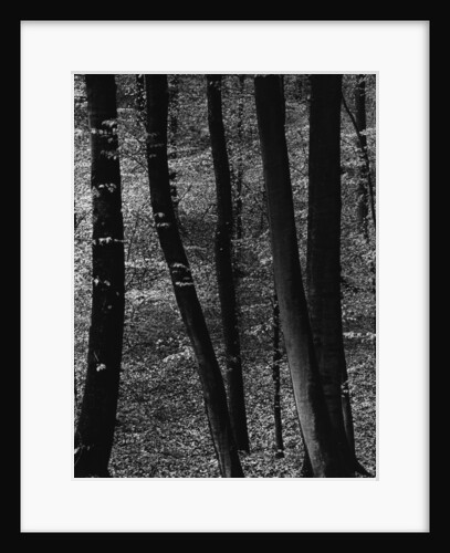 Trees by Anonymous