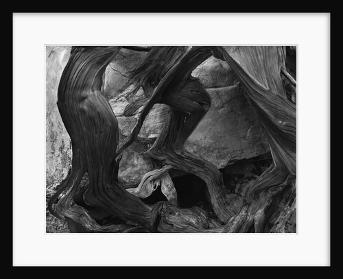 Tree and Rock by Anonymous