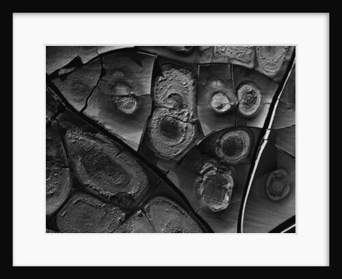 Cracked Mud by Anonymous