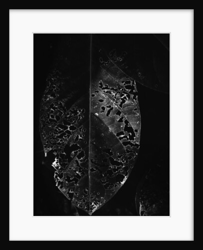 Dead Leaf by Anonymous