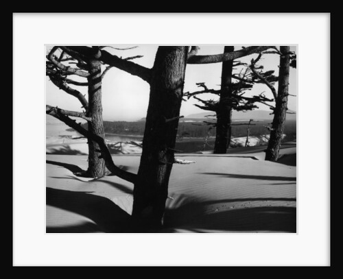 Dunes and Trees, Oregon, 1962 by Anonymous