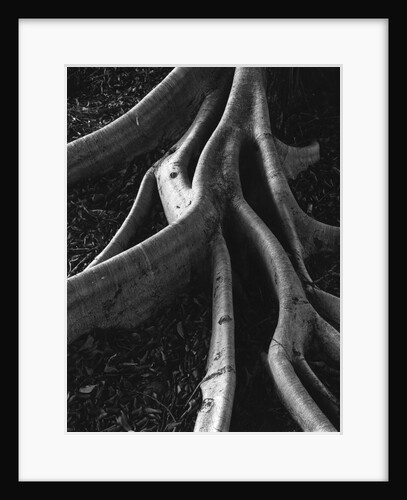 Banyan Roots, Hawaii by Anonymous
