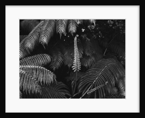 Ferns by Anonymous