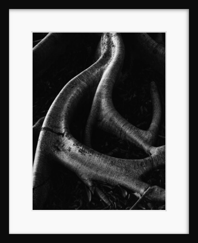 Banyan Roots, Hawaii by Brett Weston