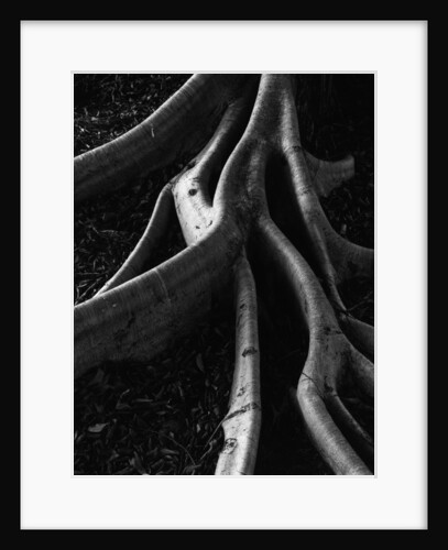 Banyan Tree Roots by Anonymous