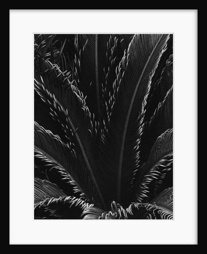 Palm Fronds by Anonymous