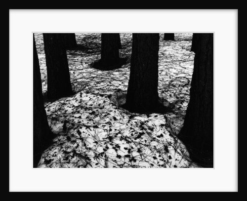 Pines in Snow, Yosemite by Brett Weston