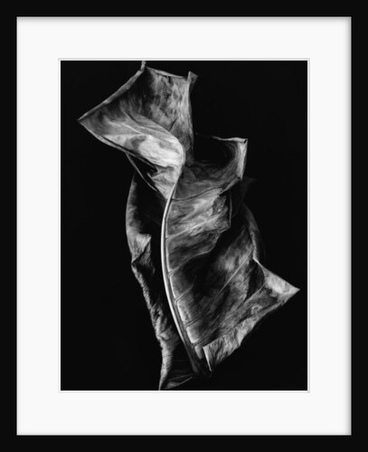 Dead Leaf by Anonymous