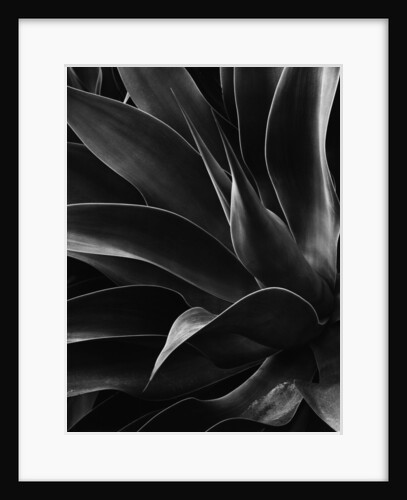 Century Plant by Anonymous