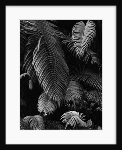 Fern Leaves by Anonymous