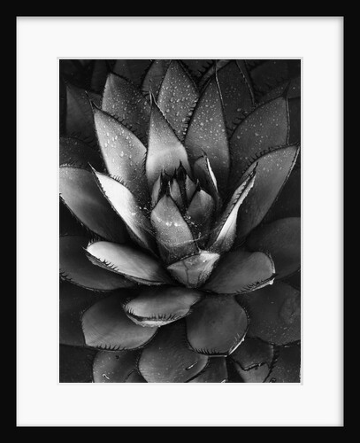 Century Plant by Brett Weston