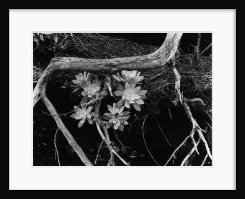 Succulents, Point Lobos, 1951 by Anonymous