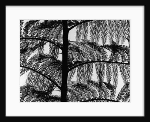 Fern by Anonymous