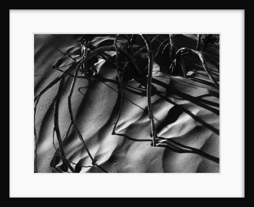 Branches in Sand by Anonymous