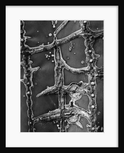 Cactus, Mexico, 1964 by Anonymous